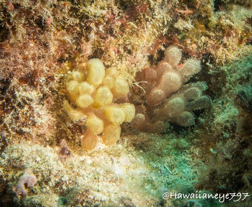 Gibsmithia observed 2022-09-02