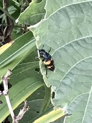 Nicrophorus tomentosus
