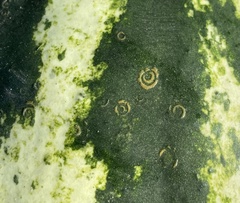 Watermelon mosaic virus