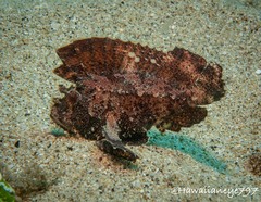 Taenianotus triacanthus