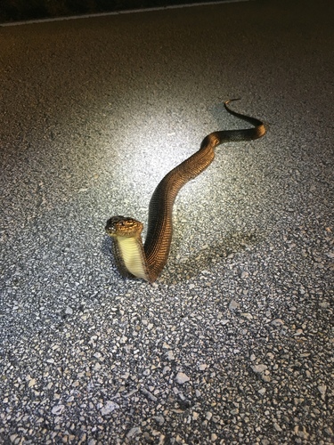 Florida Green Watersnake (Nerodia floridana), a species recorded in Florida