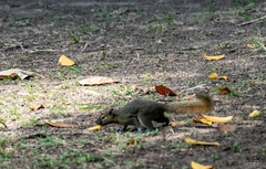 Callosciurus notatus