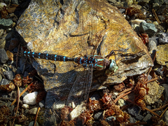 Aeshna tuberculifera