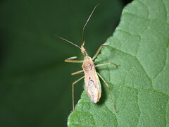 Zelus renardii