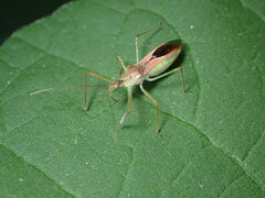 Zelus renardii