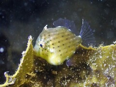 Brachaluteres jacksonianus