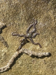 Ophiothrix spiculata