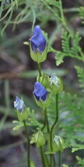 Gentianopsis crinita