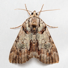 Catocala praeclara