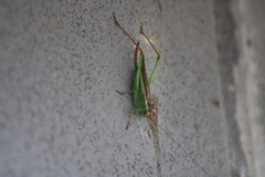 Orchelimum pulchellum