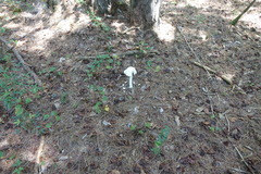Amanita polypyramis