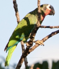 Amazona leucocephala