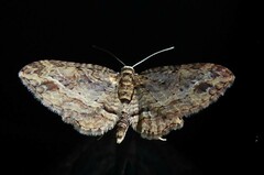 Chloroclystis filata