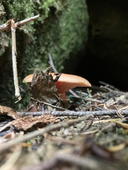 Lactarius aestivus