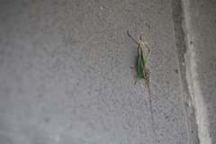 Orchelimum pulchellum