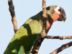 Amazona leucocephala