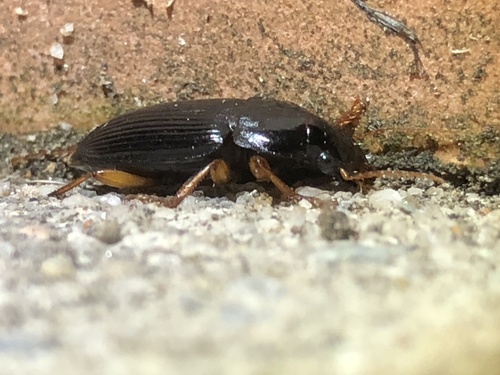 Pennsylvania Dingy Ground Beetle photo 5