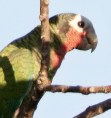 Amazona leucocephala