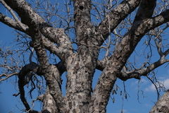 Entandrophragma caudatum