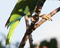 Amazona leucocephala