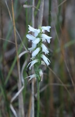 Spiranthes cernua