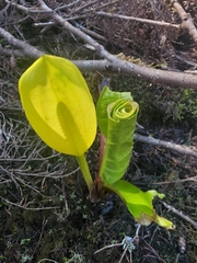 Lysichiton americanus