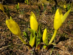 Lysichiton americanus