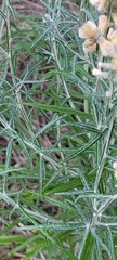 Pterocaulon virgatum