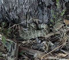 Crotalus oreganus oreganus