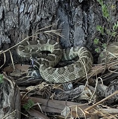Crotalus oreganus oreganus