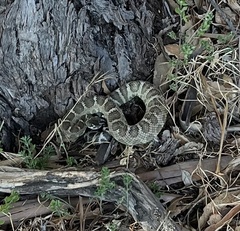 Crotalus oreganus oreganus