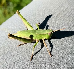 Dichromorpha viridis