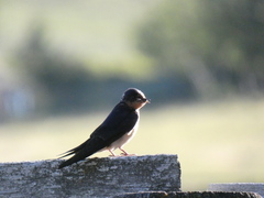 Hirundo rustica erythrogaster