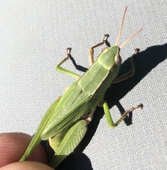 Dichromorpha viridis