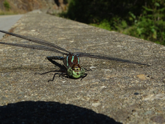 Aeshna tuberculifera