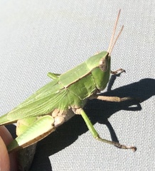 Dichromorpha viridis