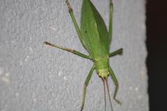 Pterophylla camellifolia