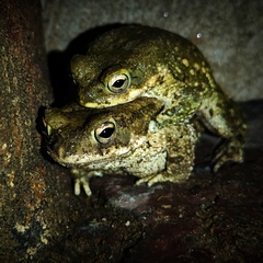 Duttaphrynus stomaticus