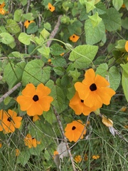 Thunbergia alata