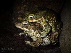 Duttaphrynus stomaticus