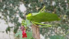 Stilpnochlora thoracica