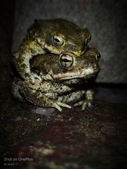 Duttaphrynus stomaticus