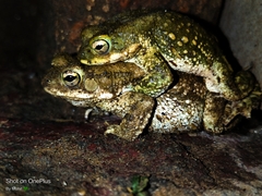 Duttaphrynus stomaticus