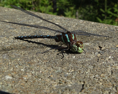 Aeshna tuberculifera
