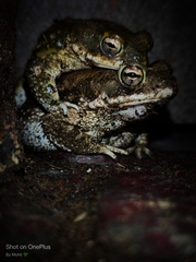 Duttaphrynus stomaticus