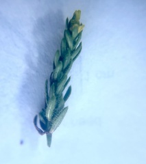 Galium ambiguum ambiguum