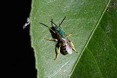 Agapostemon