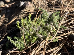 Galium ambiguum ambiguum