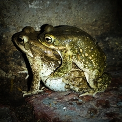 Duttaphrynus stomaticus