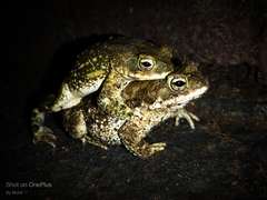 Duttaphrynus stomaticus